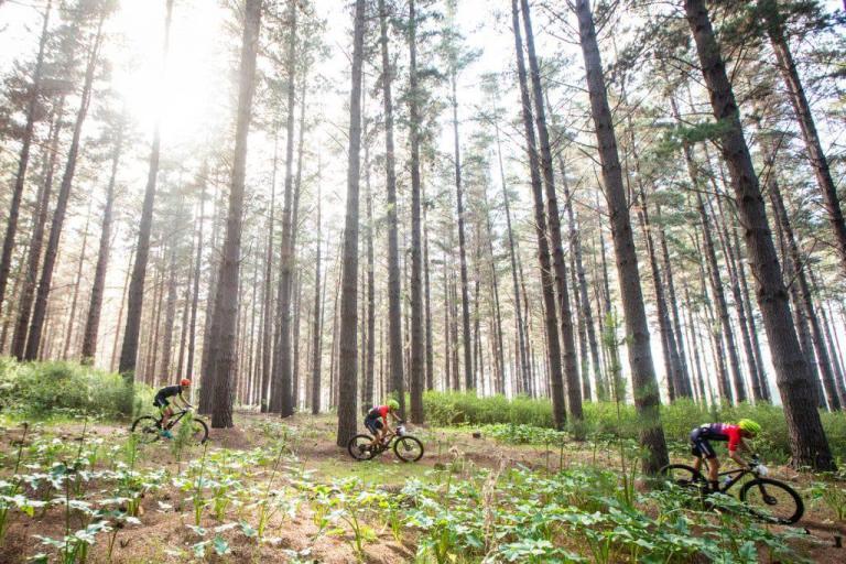 Three bikers heading through a tall forest