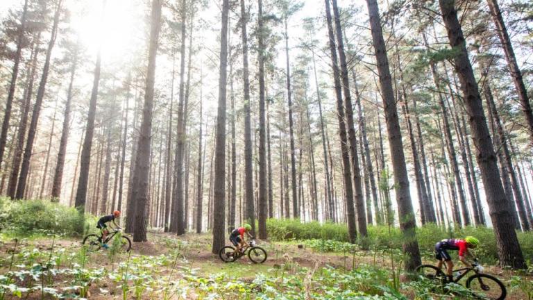 Three bikers heading through a tall forest [Cape to Cape]